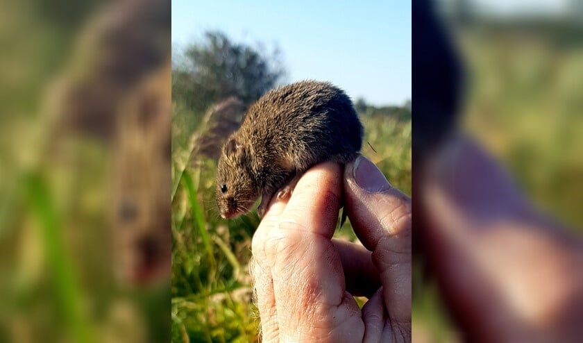 <p>Komt uw kat wel eens met een muis thuis en bent u nieuwsgierig wat voor soort muis dat is? </p>