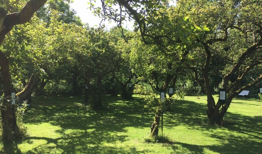 <p>Poëzie in Theetuin De Bongerd in Herkingen</p>