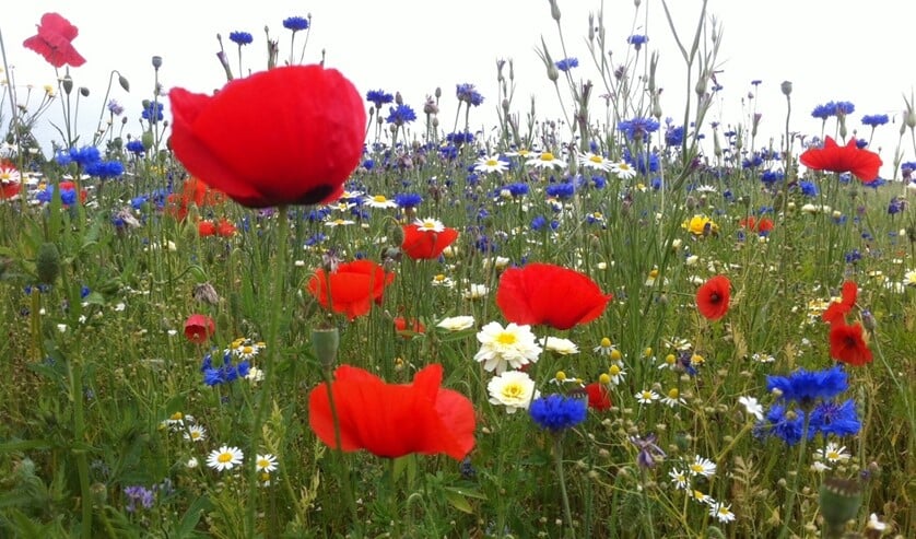<p>Bloemrijke akkerranden.</p>