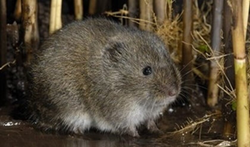 <p>In Nederland leeft een ondersoort van de Noordse Woelmuis die nergens anders ter wereld voorkomt. </p>