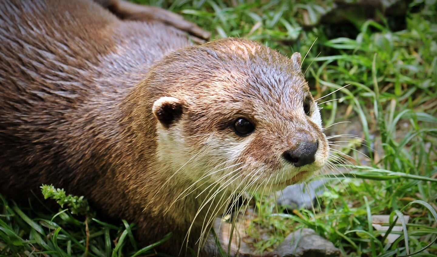 De otter was sinds 1988 verdwenen in Nederland maar is sinds 2002 weer uitgezet