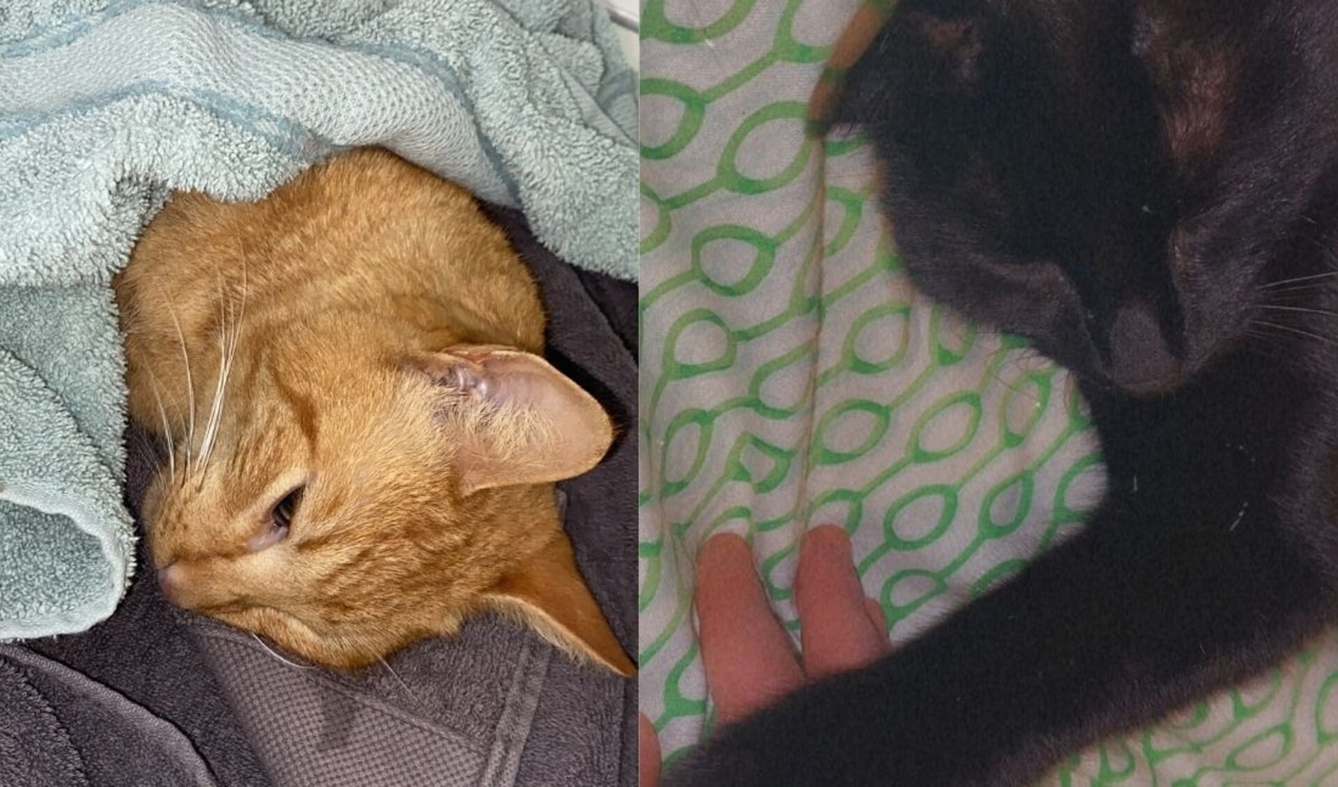 Twee katten overleden vermoedelijke vergiftiging - Adverteren Hellevoetsluis | Groot Hellevoet | en