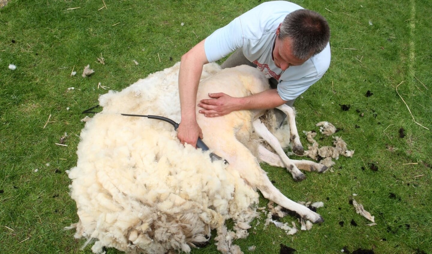 Levende Geschiedenis, schapen scheren en wol verwerking