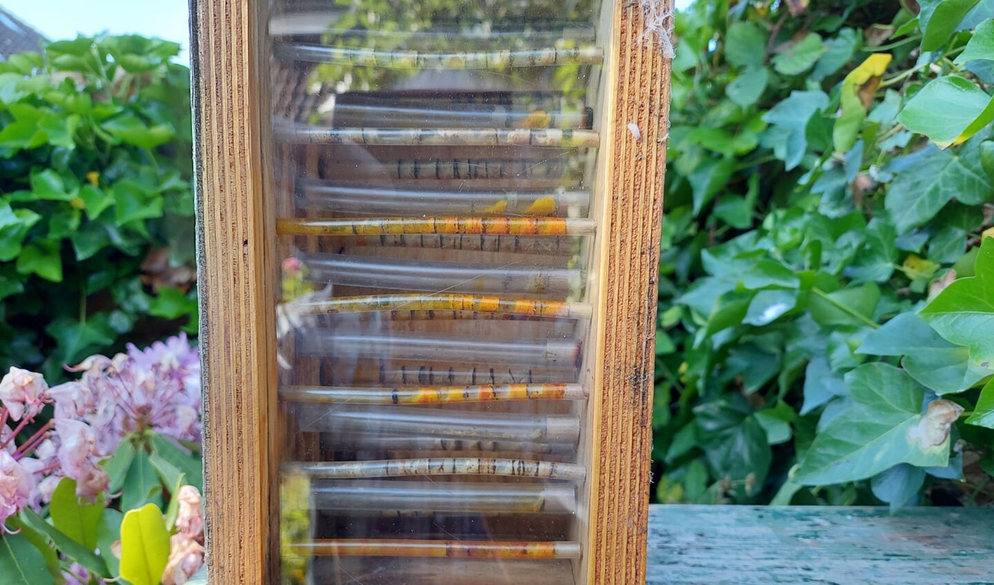 Opbouw van een bijenlegsel van solitaire bijen.