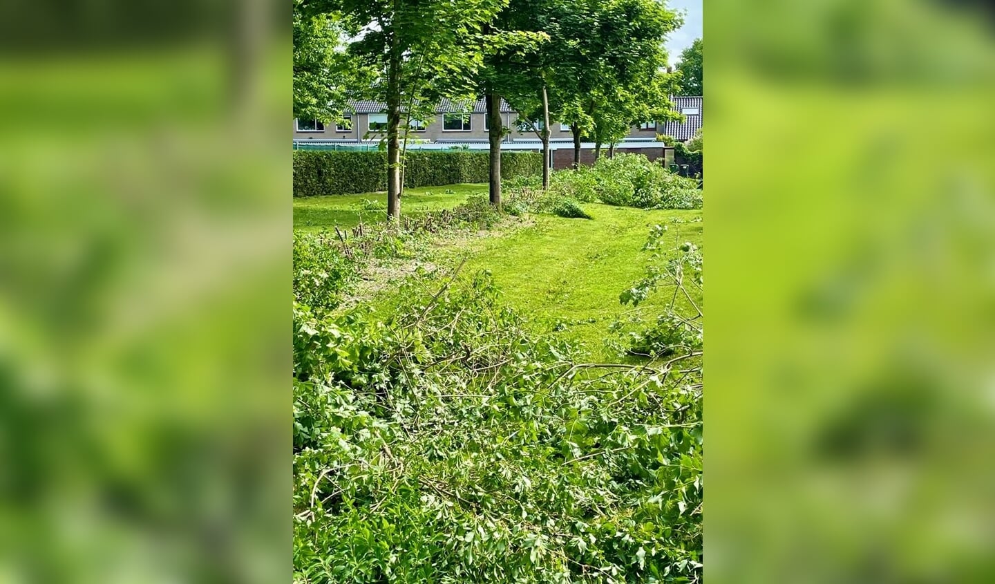 Intensieve snoei bosschages tijdens broedseizoen (mei) in Nieuw-Beijerland tussen Sabinastraat en begraafplaats.