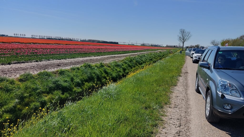 Zonnig Bezoek Aan Bollenvelden Vanuit Brielle - Adverteren Brielle ...