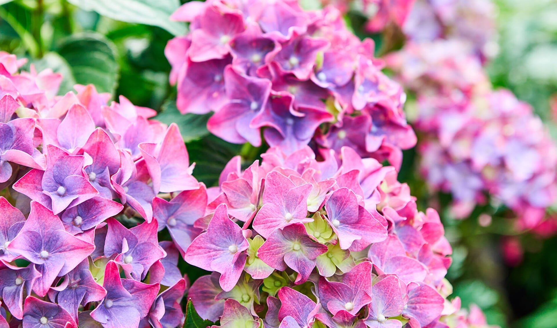 Door hun rijkdom aan kleur en hoeveelheid bloemen zijn alle soorten hortensia's een geweldige aanwinst voor je tuin, terras of balkon. 