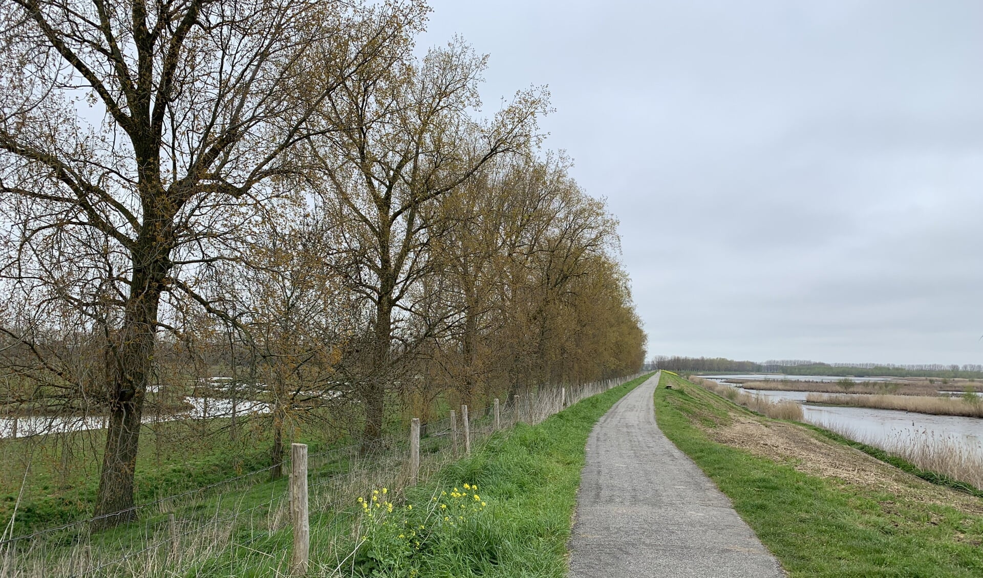 Het gaat om een rij bomen langs de waterkerende dijk achter de landgoederen aan de Ambachtsheerenlaan.