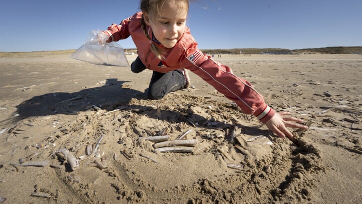 Op 19 maart organiseert Naturalis samen met andere organisaties een schelpenteldag op zeven Nederlandse stranden.
