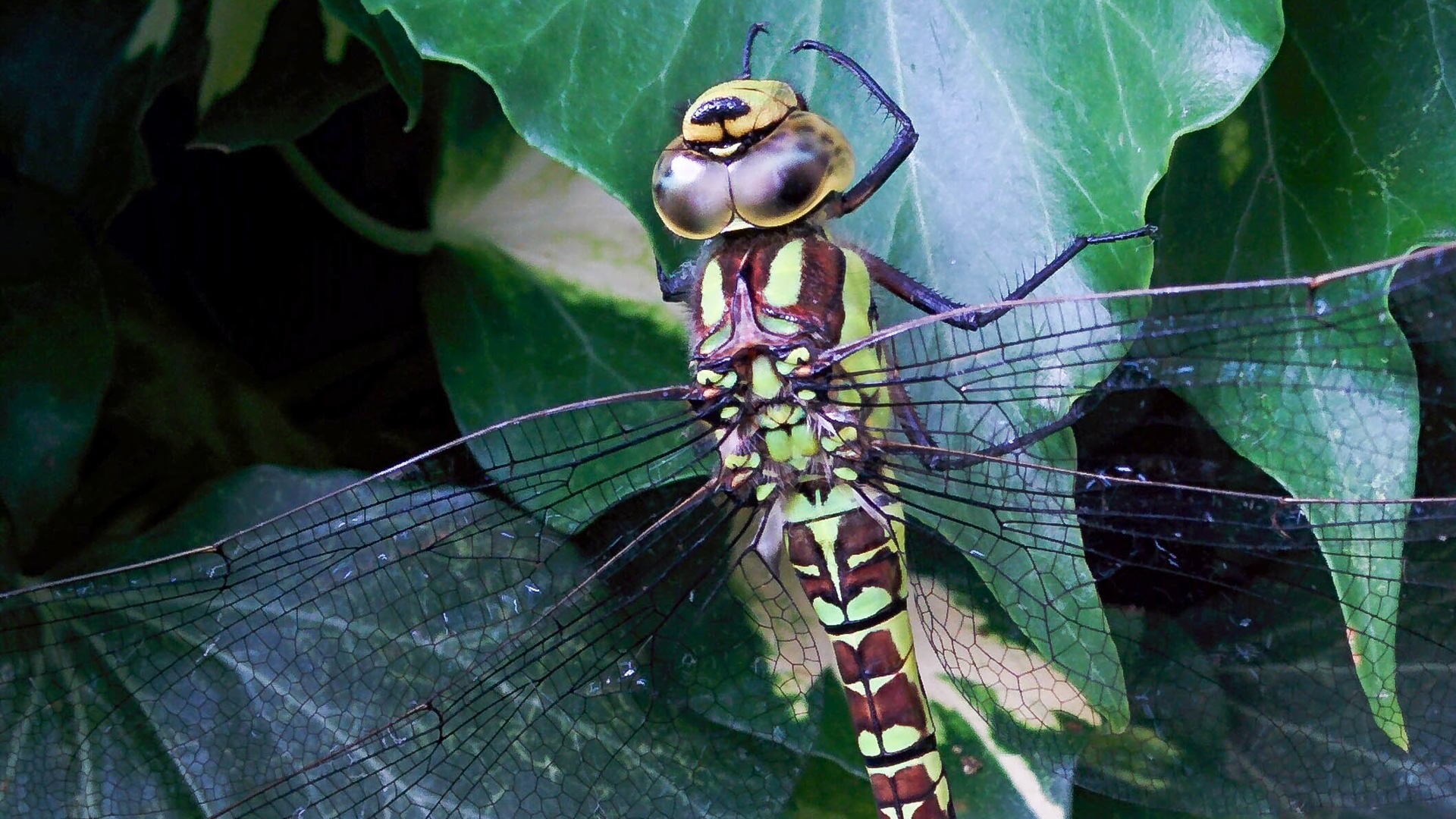 De nadruk komt te liggen op de 29 soorten vlinders en de meest voorkomende juffers en libellen op Voorne.