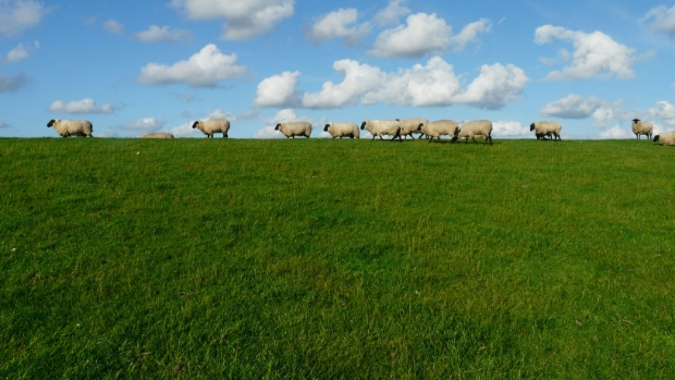 Meer schuilmogelijkheden voor weidedieren