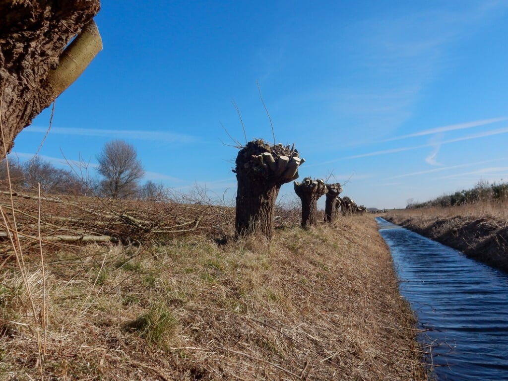 De 80 wilgen langs de Preekhilpolder, eigendom van het Waterschap Hollandse Delta, zijn weer aan een knot beurt toe. 