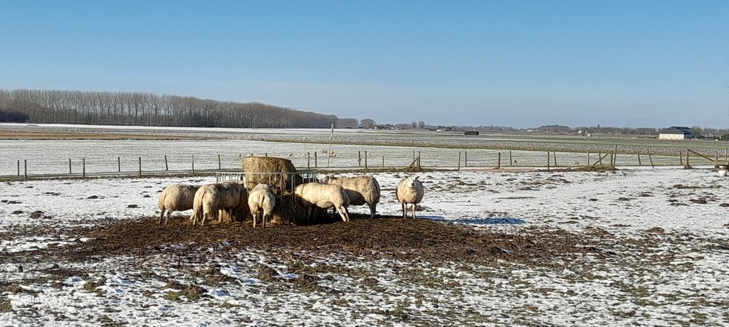 Een foto van zon, sneeuw en schapen bij Strijen- Sas, van Anneke Kooistra uit 's-Gravendeel.