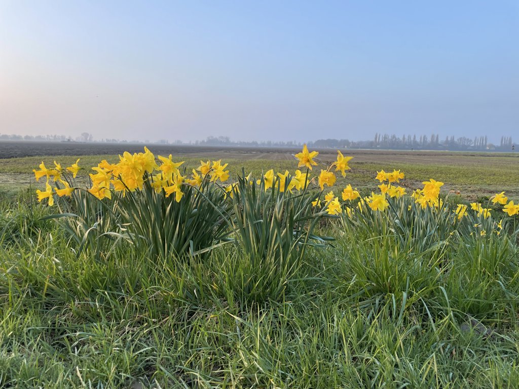 Jan van Rij kwam een mooie bos Narcissen aan de slootkant tegen aan de Achterweg in Mijnsheerenland.