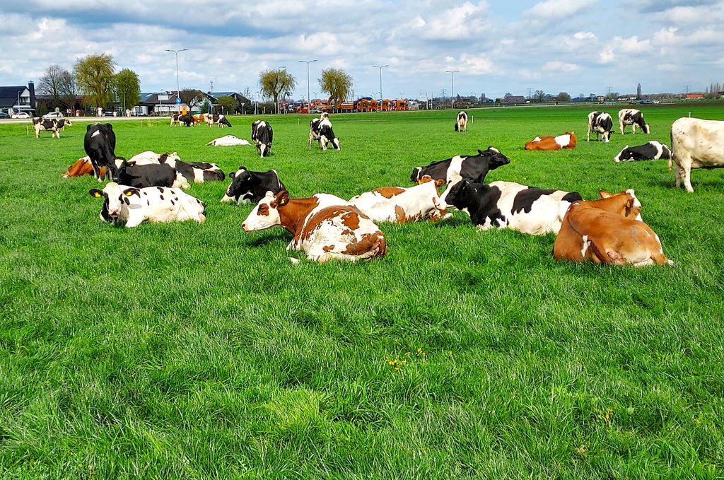 Kan het Hollandser: koeien vredig herkauwend en grazend in de groene wei, zoals hier bij de familie Zevenbergen in Piershil. (foto: Conno Bochoven)