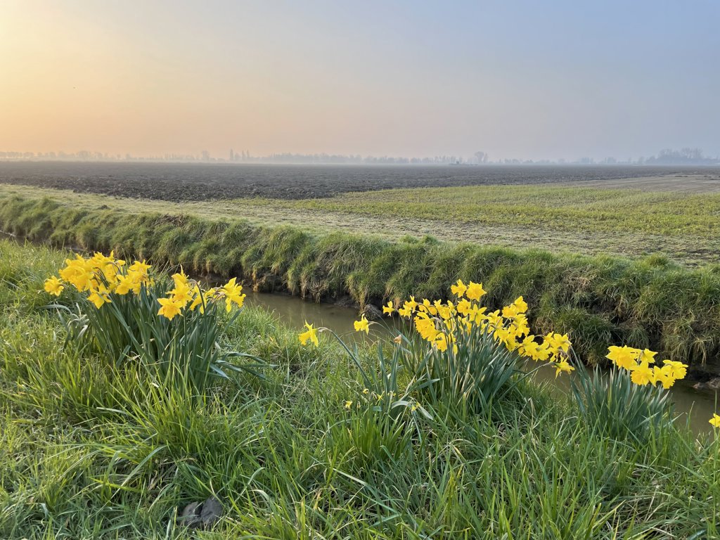 Mooie bos Narcissen aan de slootkant aan de Achterweg in Mijnsheerenland. (foto: Jan van Rij)
