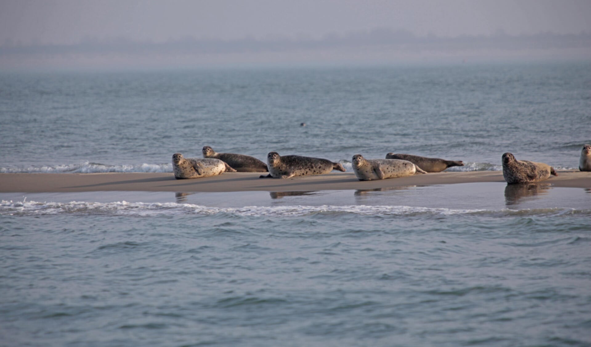 Zeehonden op een zandplaat in de Oosterschelde.