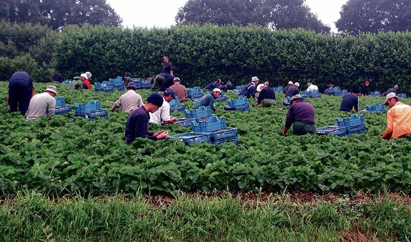 Arbeidsmigranten werken bijvoorbeeld in de Zeeuwse groente- en fruitsector.