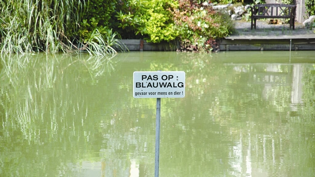 Blauwalg-aangetroffen-in-Bergen-op-Zoom--Advies-om-honden-uit-het-water-te-houden