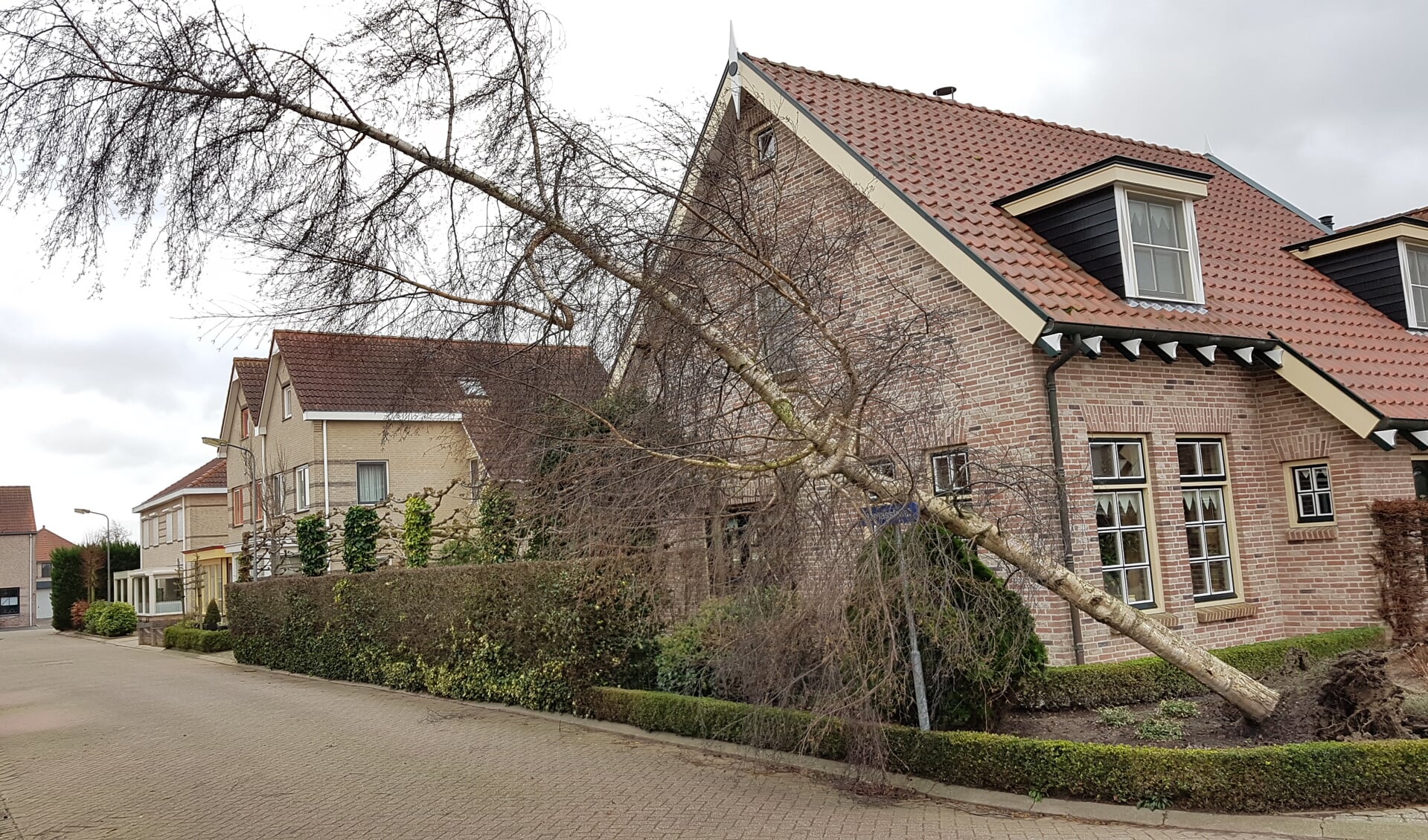 Een omgewaaide boom aan de Damasstraat in Oud-Vossemeer