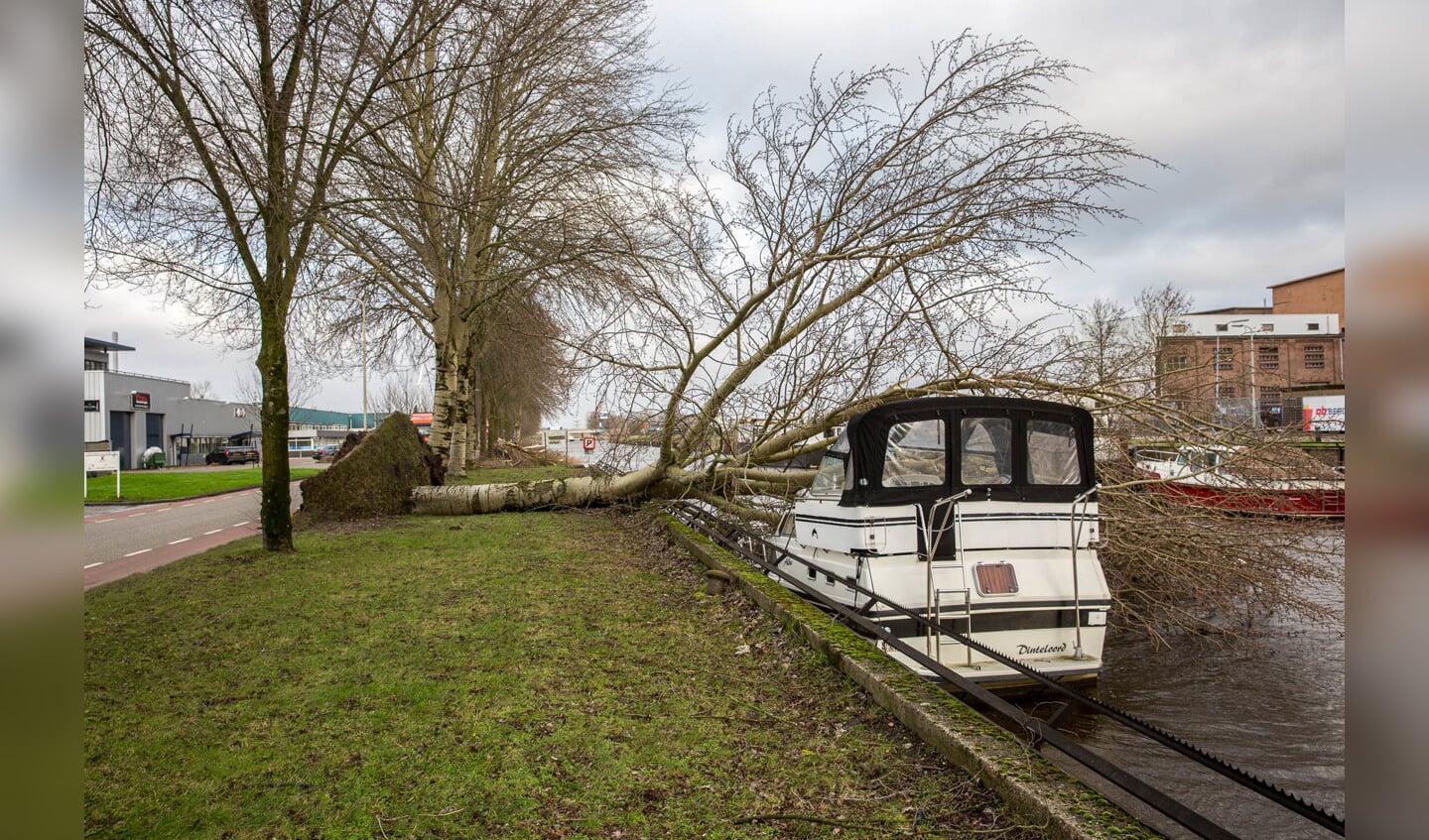 De boom viel op een boot die in de Roosendaalse Vliet ligt