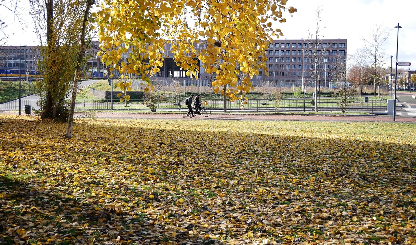 Herfst in Breda, november 2018.
