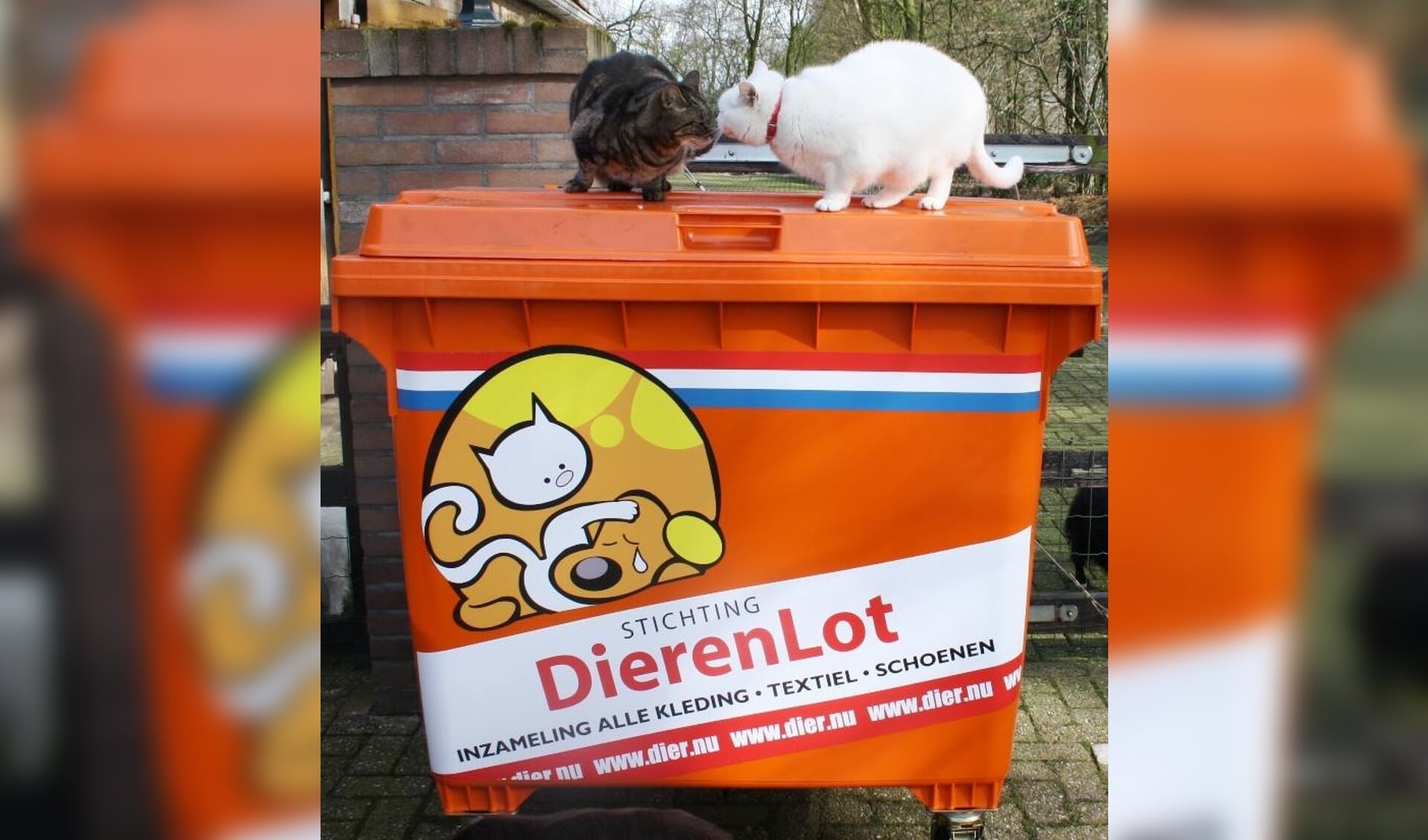 Eenzelfde container hoort voor Dintelkat in Dinteloord te staan. Op de foto zijn de katten Robijntje en Tinus te zien van Stichting Hanna die in De Achtste Hemel kwamen wonen. 