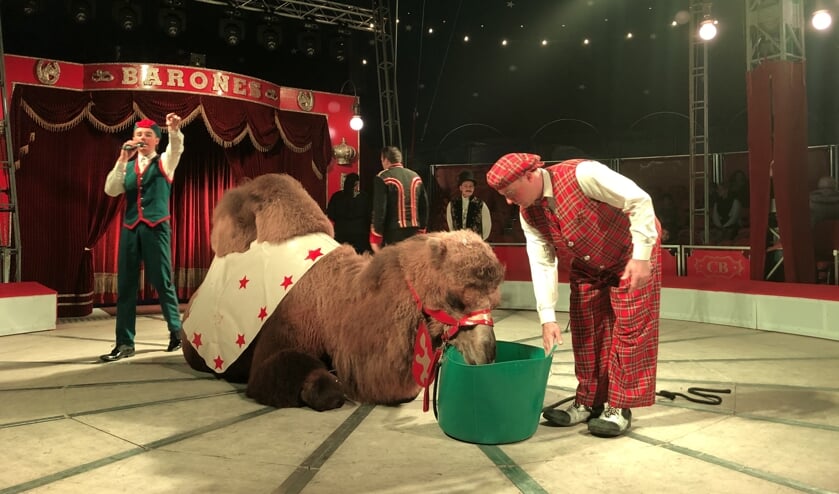 een Siberische steppekameel tijdens de show