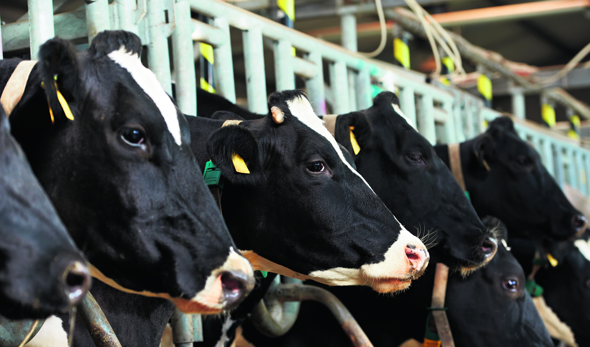 Alle veehouderijen in de gemeente Steenbergen worden de komende jaren gecontroleerd FOTO SHUTTERSTOCK