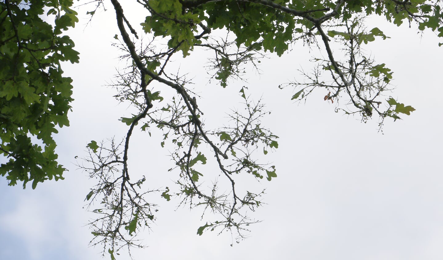 De eikenprocessierups is bezig aan een opmars in Breda. Een kaalgevreten tak aan een boom bij de noordelijke rondweg.