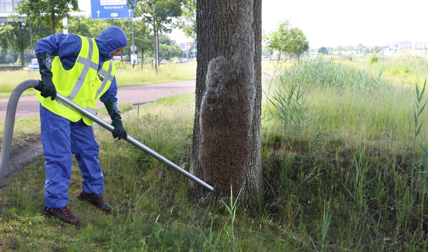 De eikenprocessierups is bezig aan een opmars in Breda.