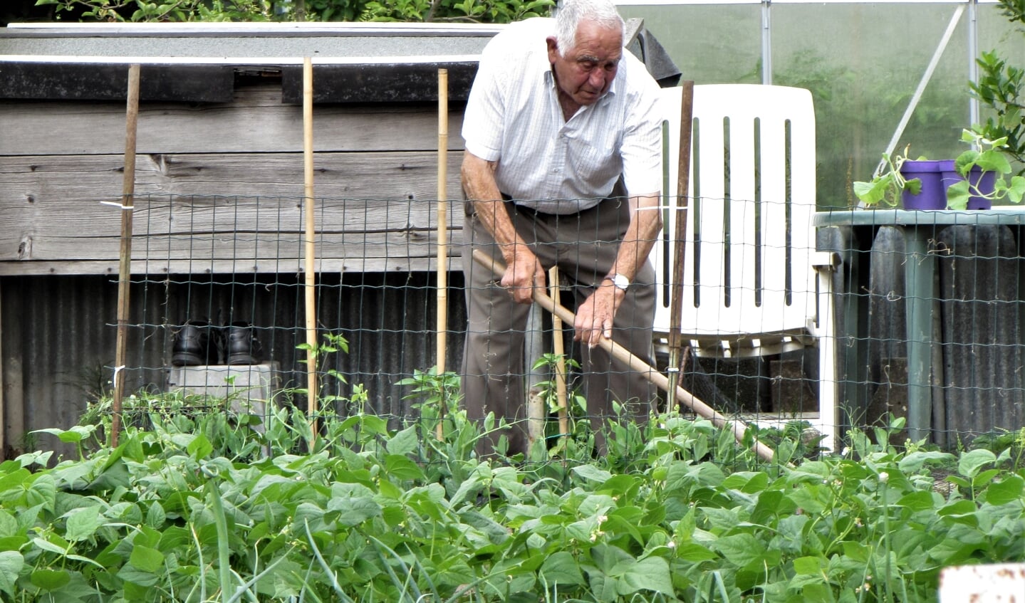 De oudste lid van de vereniging Louis Nila Alocas schoffelt zijn tuintje.