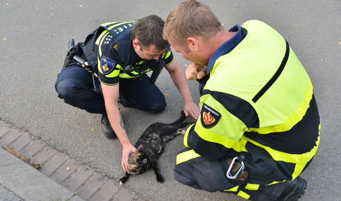 De brandweer heeft met een hoogwerker een kat gered uit een tuimelraam. 