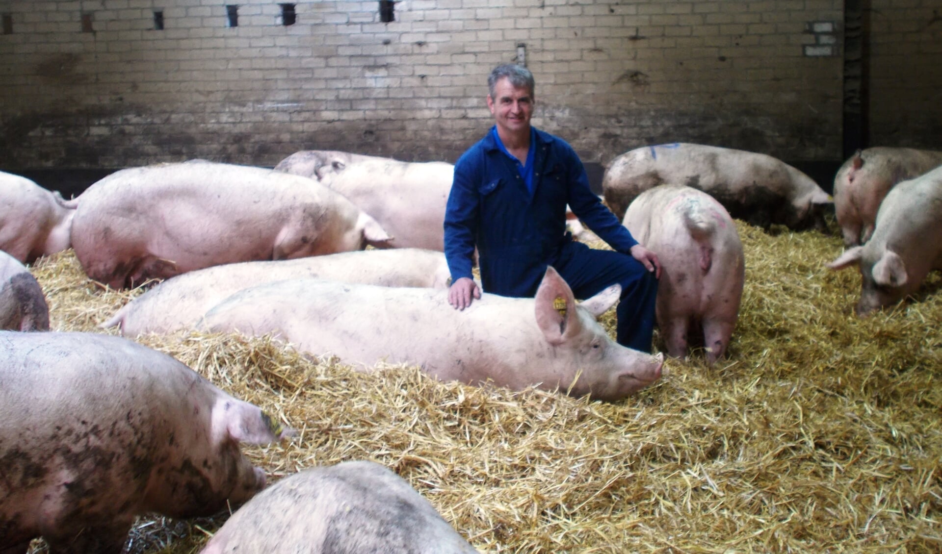 Varkenshouder Sjef van den Nieuwelaar in de strostal met zijn drachtige varkens. FOTO'S MONIQUE JANSEN