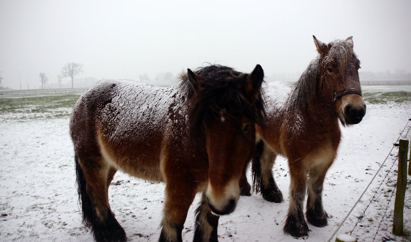 Trekpaarden in de kou in 's-Heerenhoek. FOTO PIET gRIM 