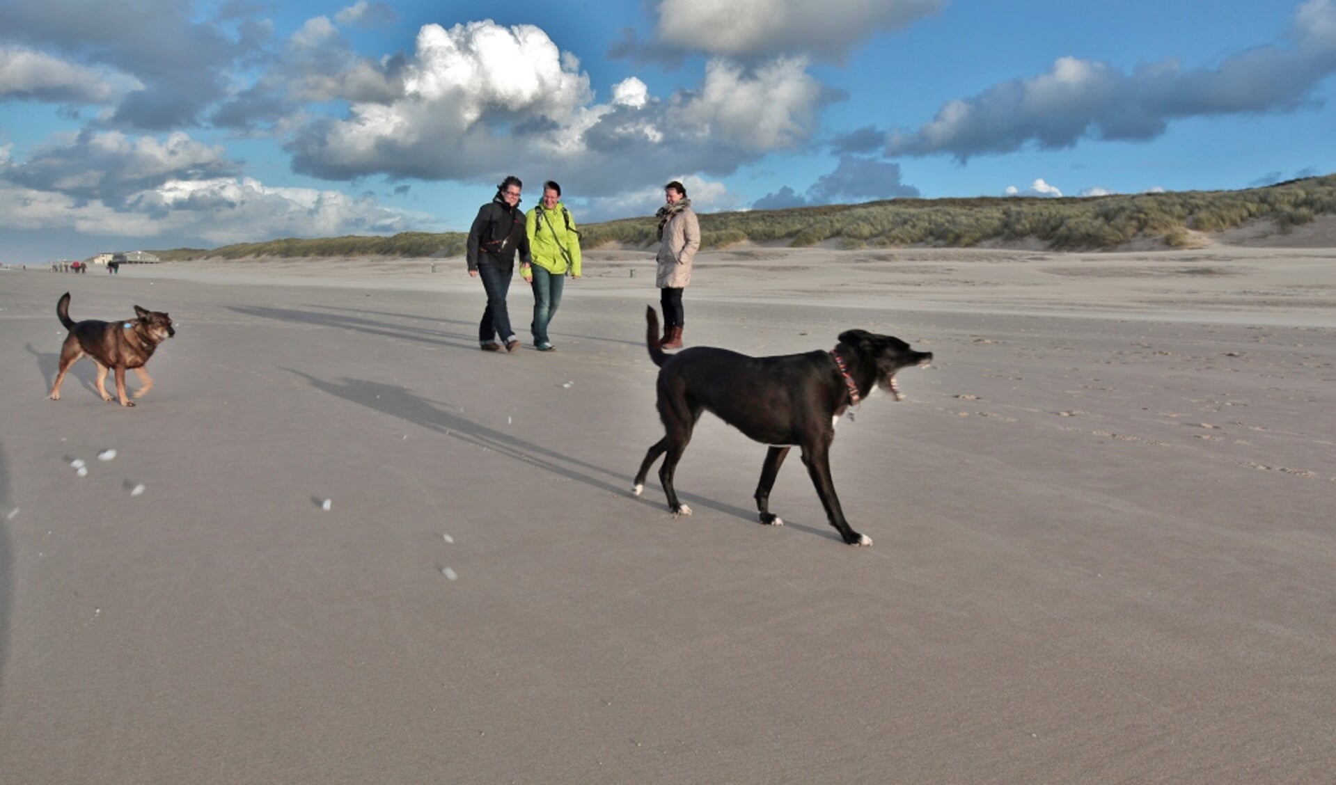 In het naseizoen kunnen honden los rondrennen op het strand.