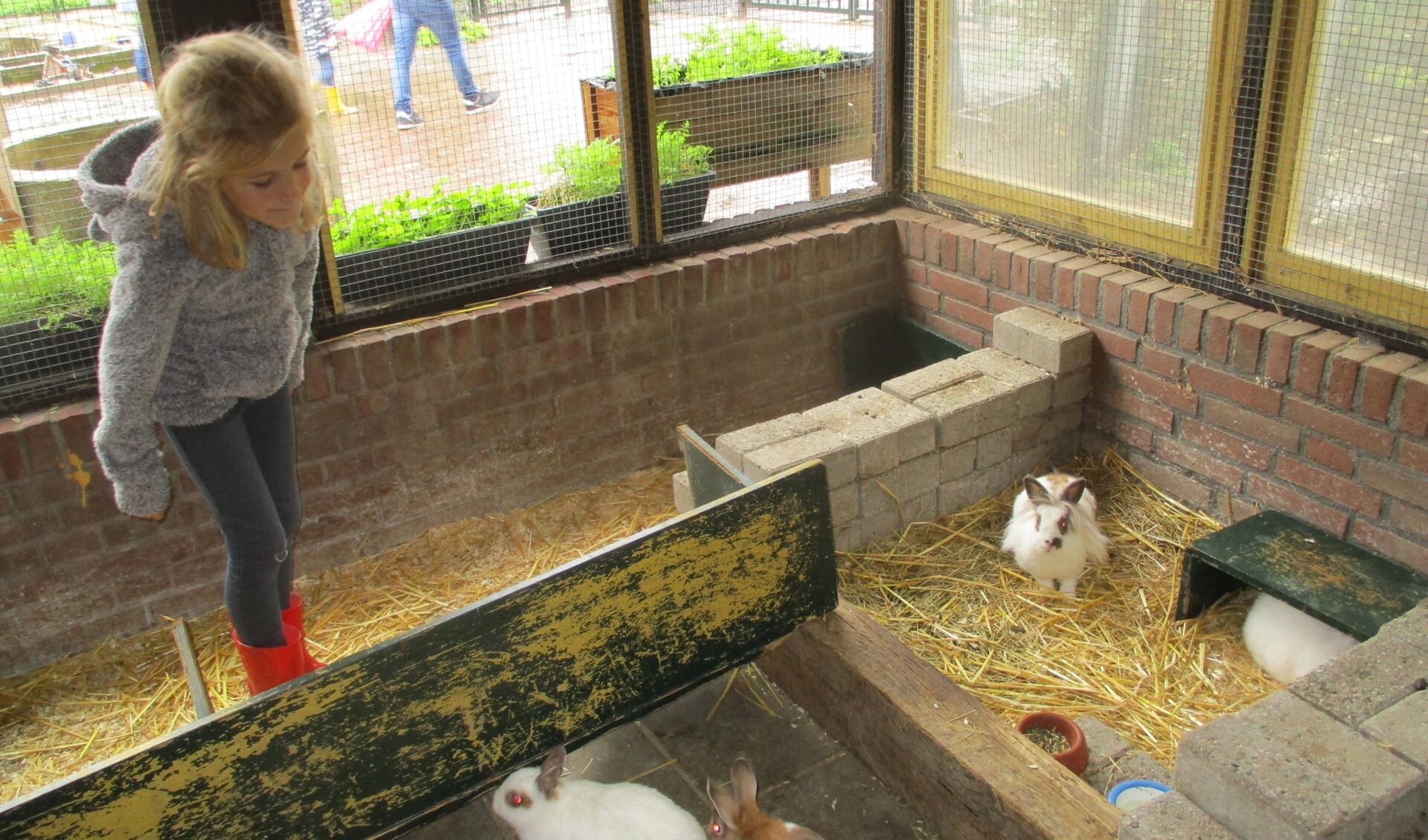 Amy Wagenmakers wilde de konijntjes even aaien. 