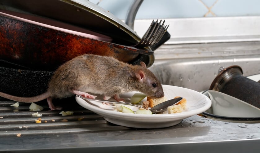 Bij een controle aan de Hoge Haansberg werden geen ratten gevonden. FOTO SHUTTERSTOCK