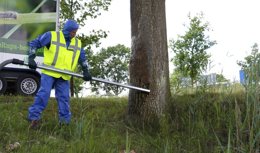 De eikenprocessierups moet op verschillende manieren bestreden worden