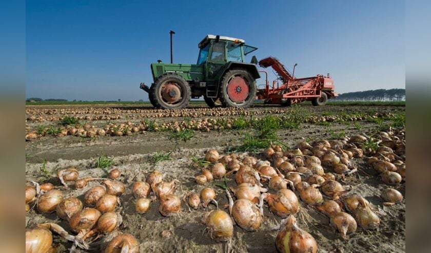 Logistiek Prijs Zeeland naar MSP Onions