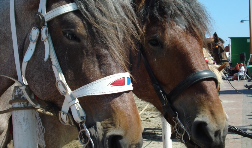 Jubileumeditie van paardensportdag voor mensen met een beperking