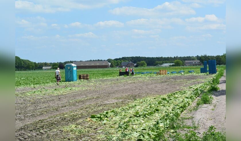 Meerderheid Tholenaren wil huisvesting van arbeidsmigranten buiten de kern 