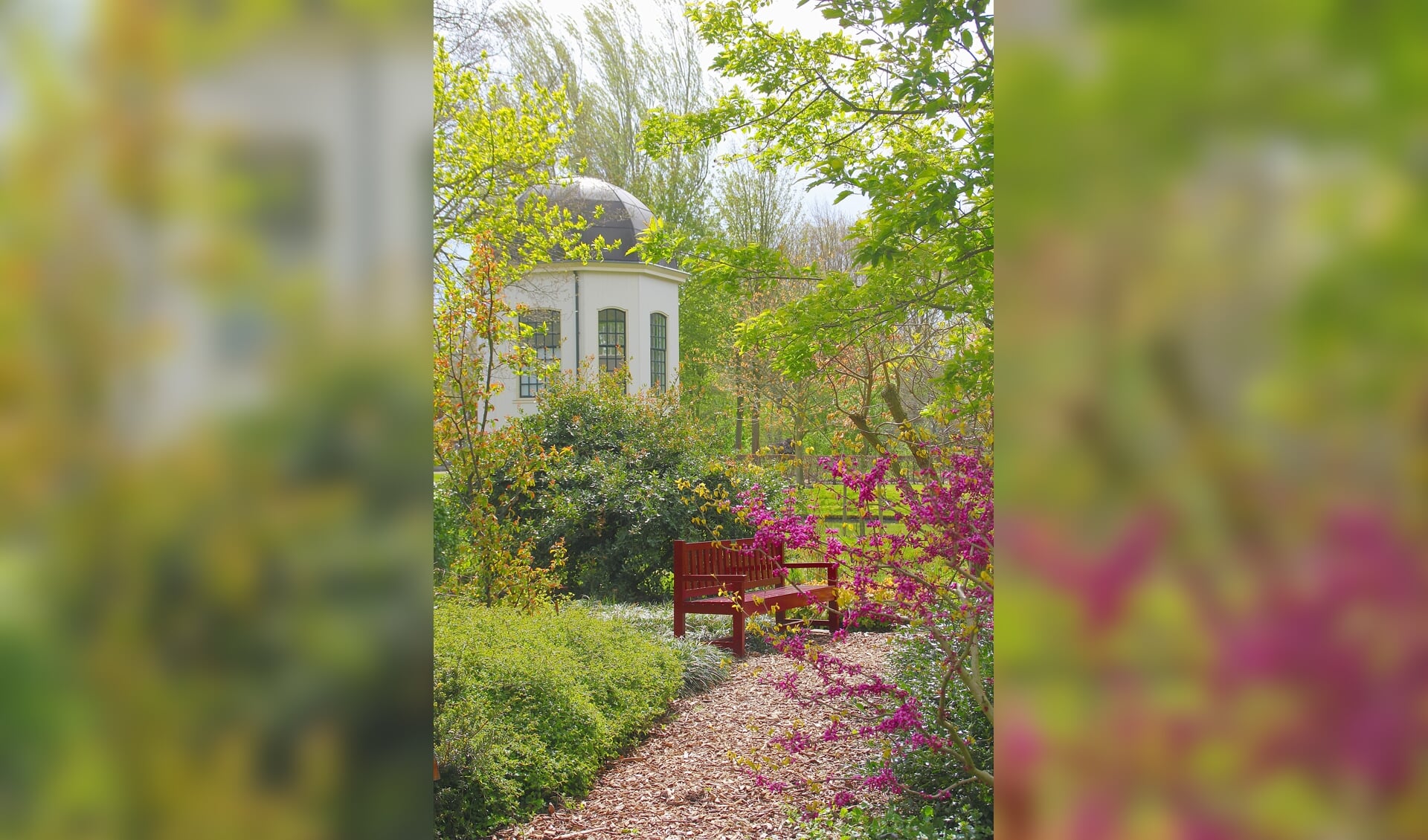 Bloeiend voorjaar in het Arboretum Oudenbosch met op de achtergrond de bekende theekoepel van de tuin. FOTO FRANK VAN ANDEL