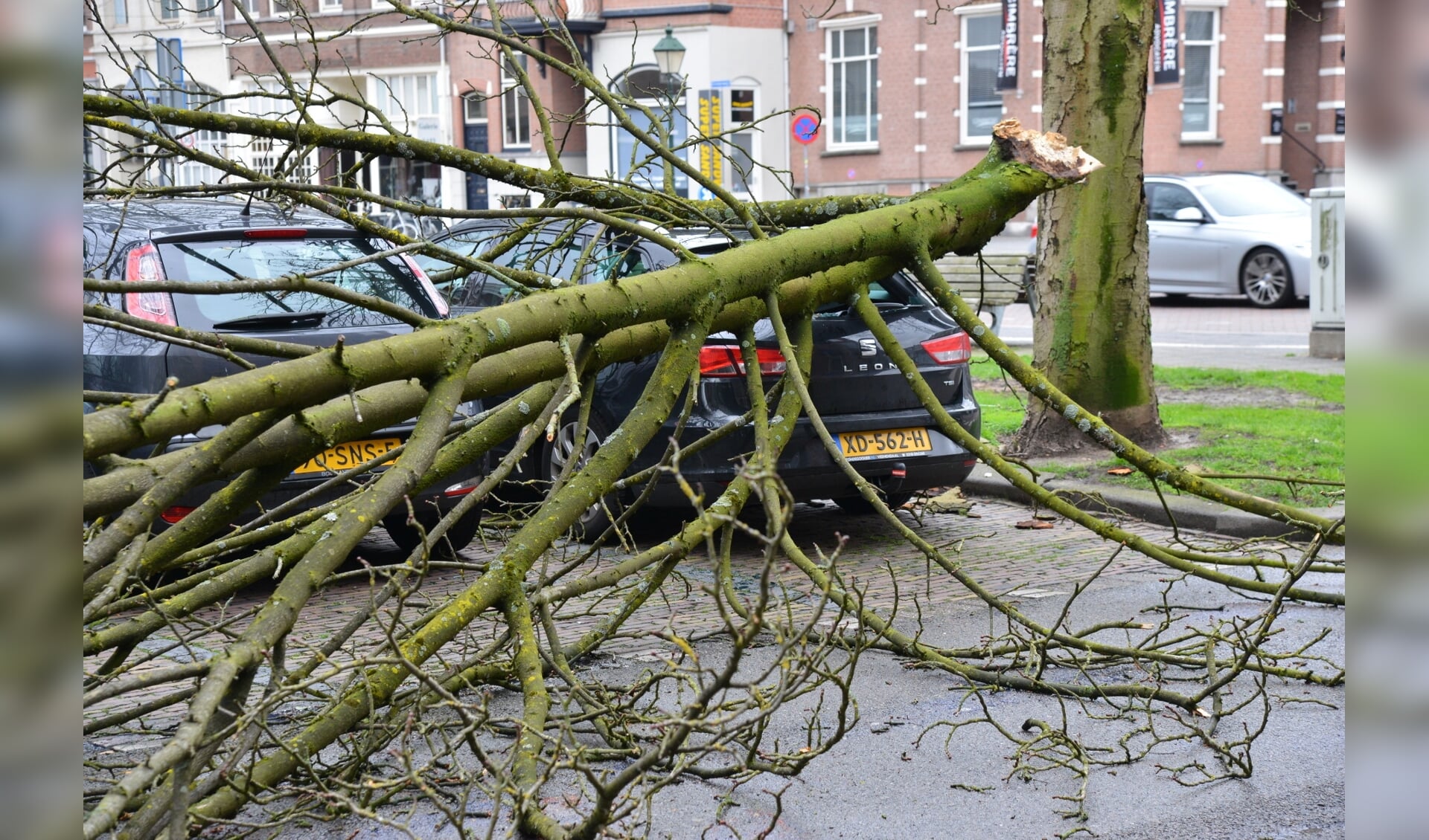 Afgebroken takken van bomen na de eerste storm in 2019 in Breda