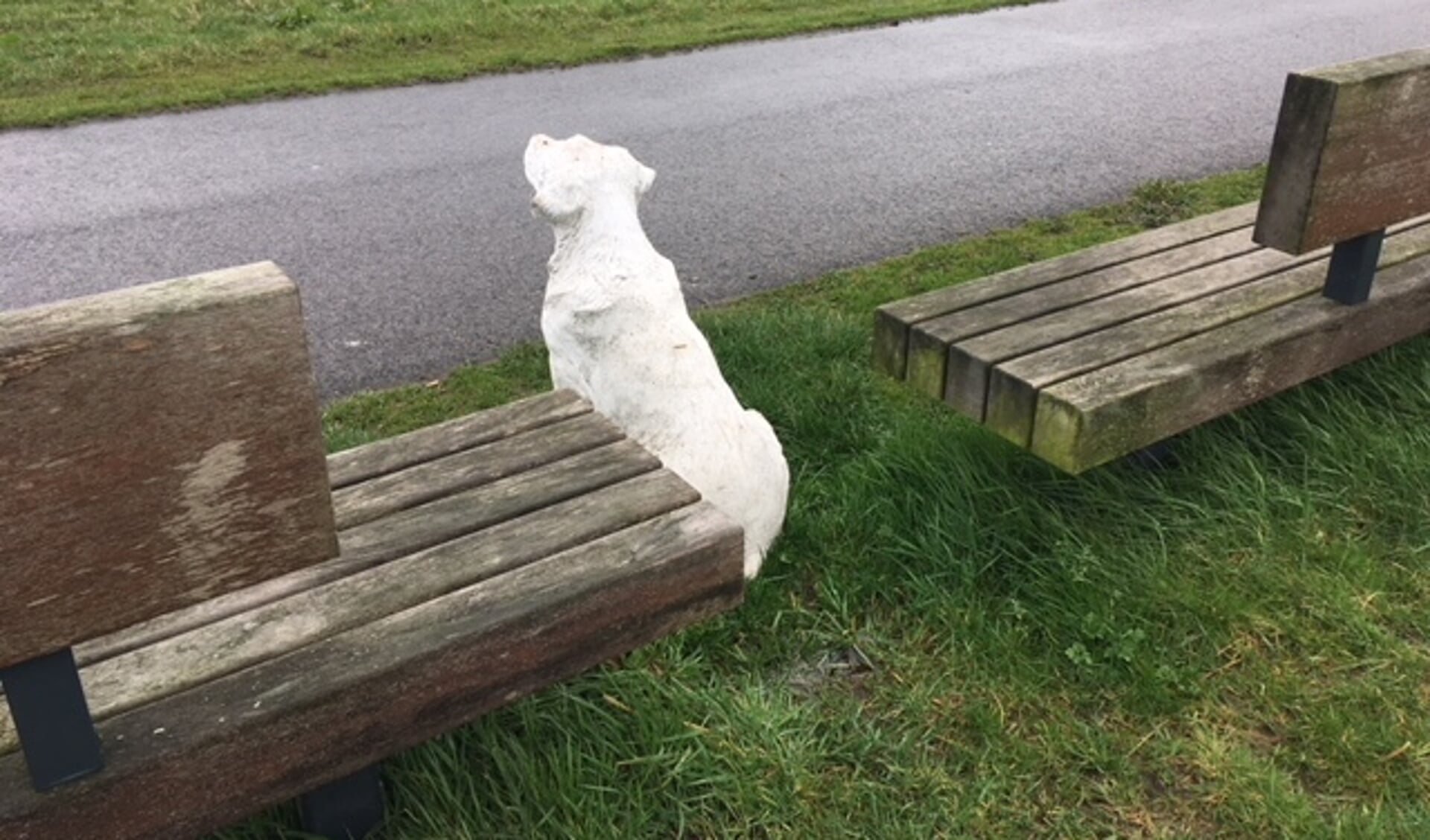 De hond staat op wacht tussen twee bankjes aan de Waterdonken.