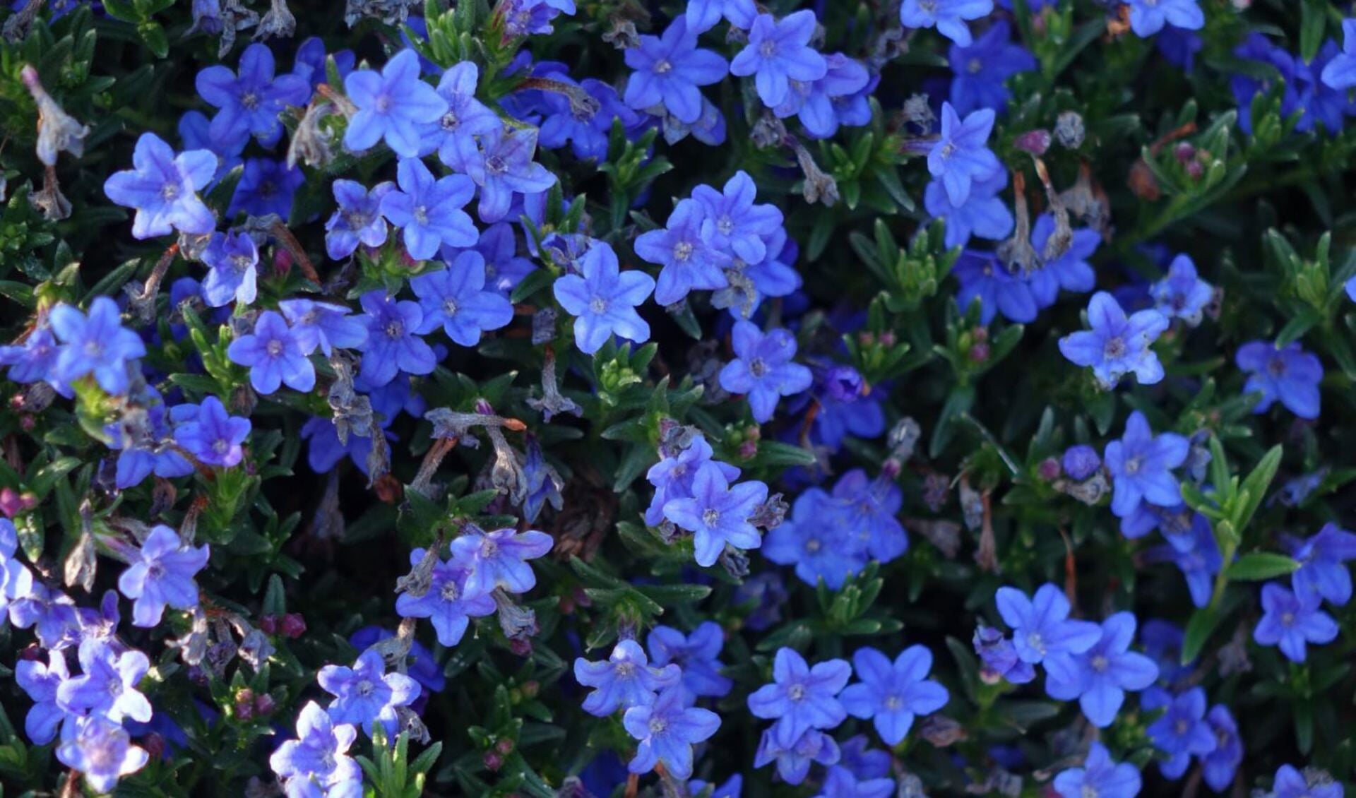 blauwe-bloemen-large