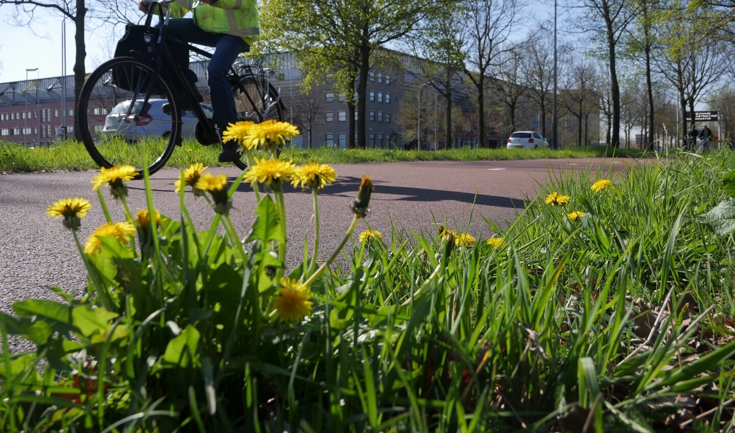 Bloemen in de bermen in Breda