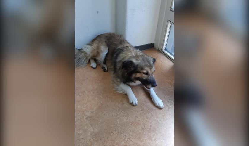 De eigenaar van deze hond wordt gezocht.