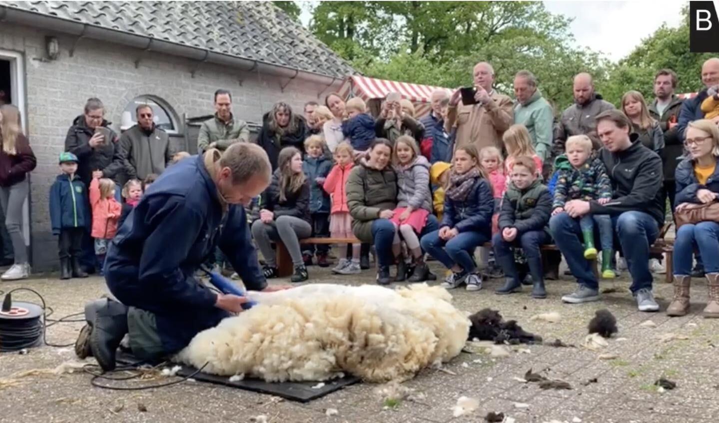 Een schapenscheerder laat aan het publiek zien hoe het moet. 