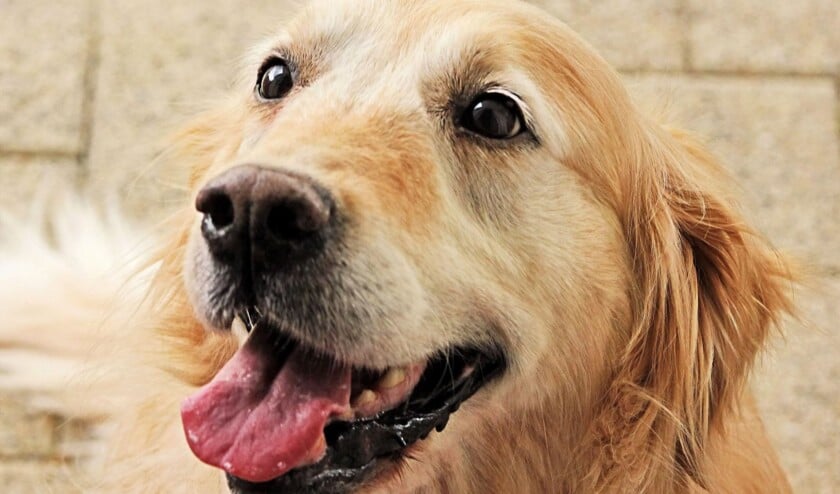 hond-morguefile-large